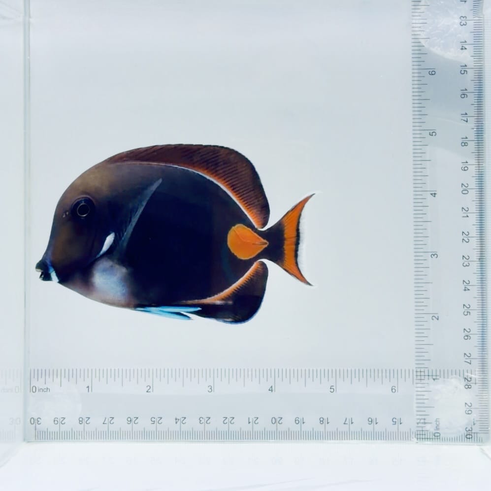 Achilles Tang