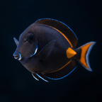 Achilles Tang