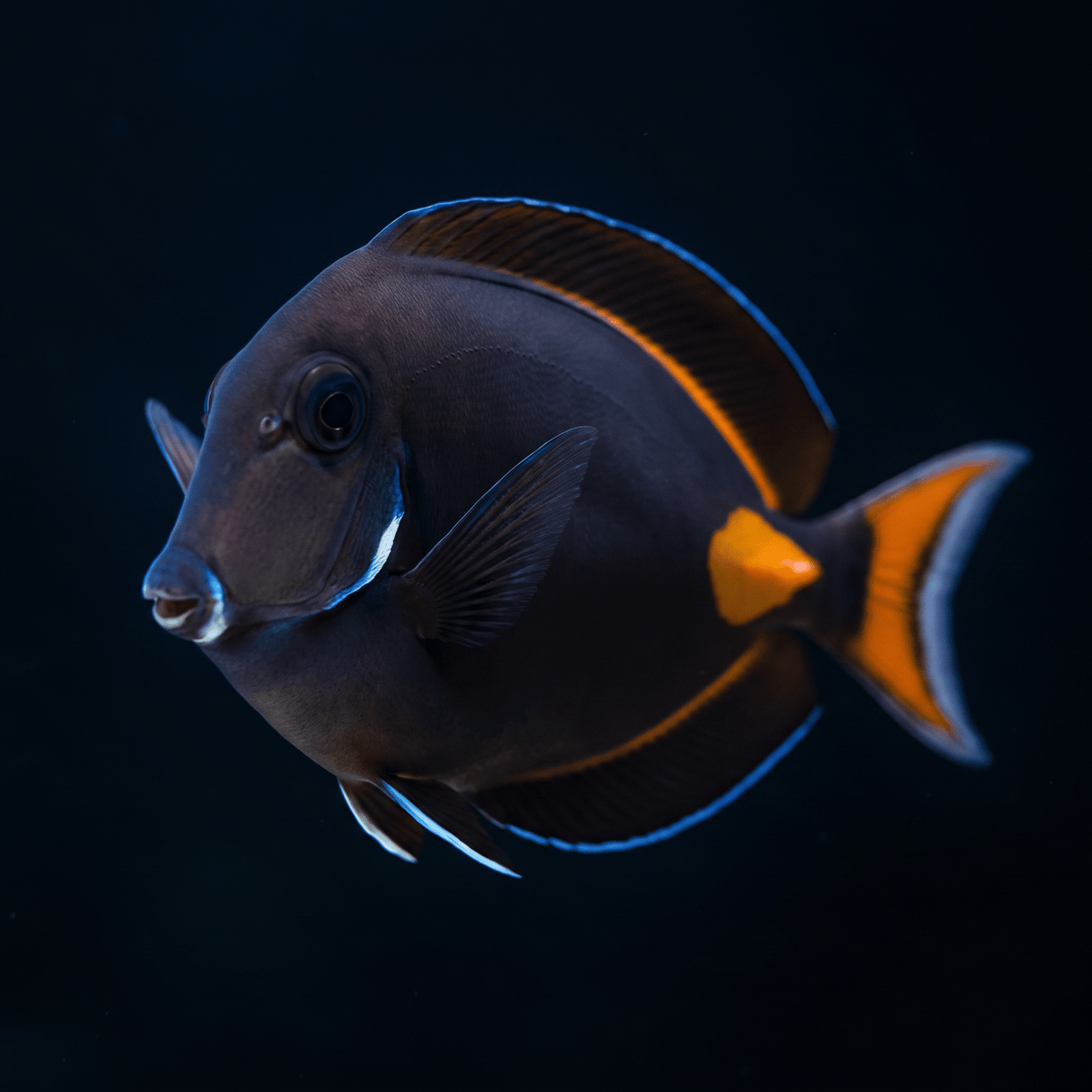 Achilles Tang