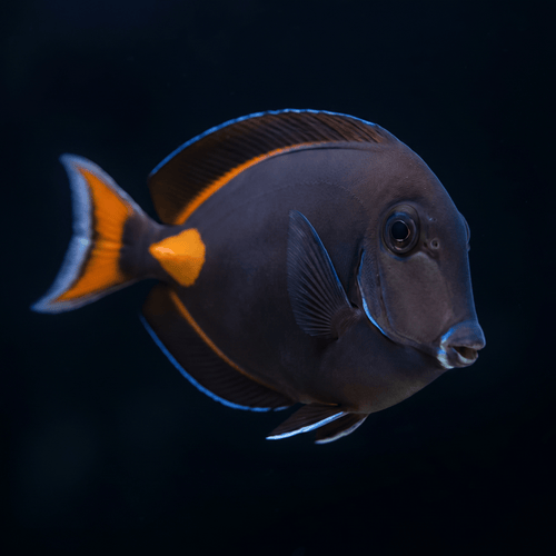 Achilles Tang