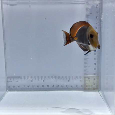 Achilles Tang — Acanthurus achilles