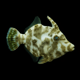 Aiptasia Eating File Fish