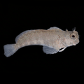 Algae Lawnmower Blenny - Salarias fasciatus