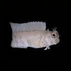 Algae Lawnmower Blenny - Salarias fasciatus