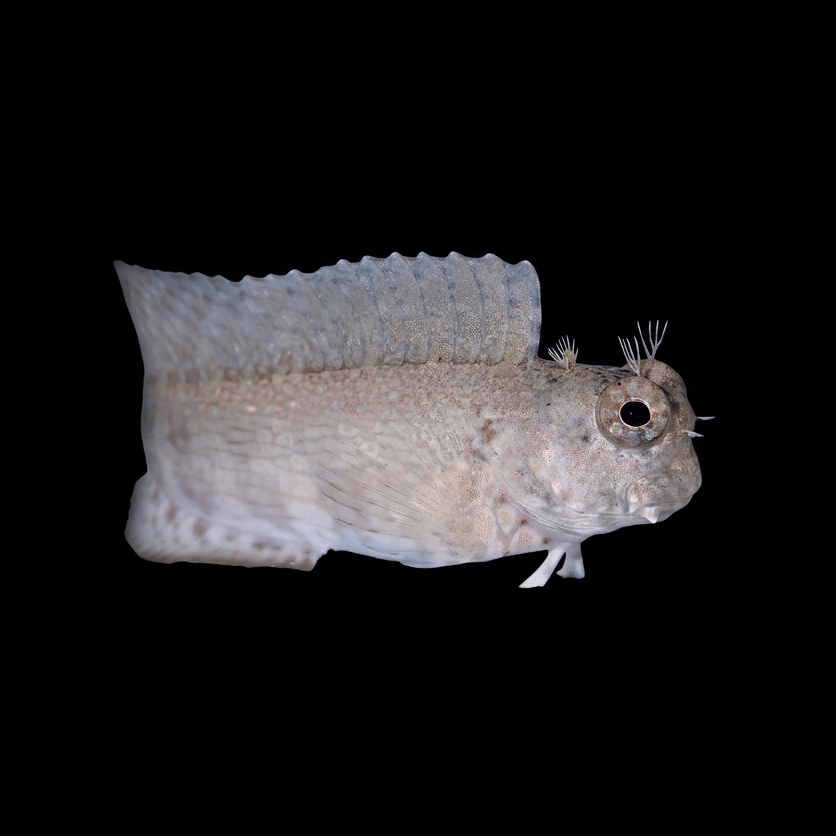 Algae Lawnmower Blenny - Salarias fasciatus