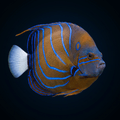 Annularis Angelfish Adult / S (2.1-2.5")