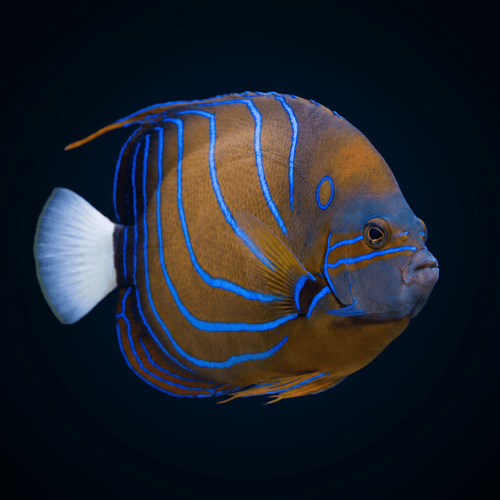 Annularis Angelfish Adult / S (2.1-2.5")