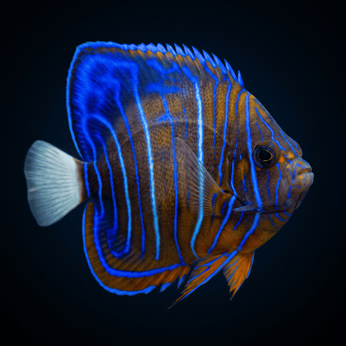 Annularis Angelfish - Changing