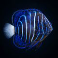 Annularis Angelfish - Juvenile
