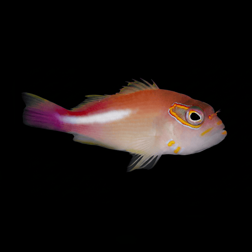 Arc Eye Hawkfish - Paracirrhites arcatus