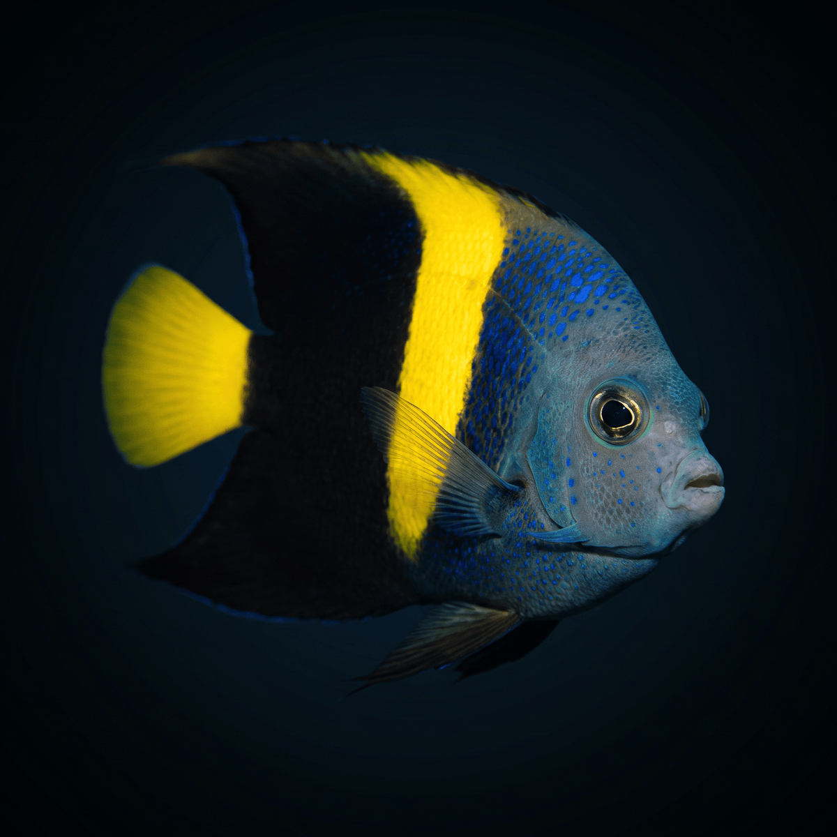Asfur Angelfish - Adult S (2.1-2.5")