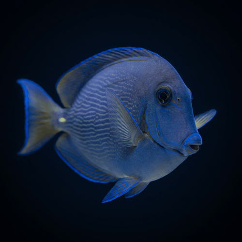 Atlantic Blue Tang