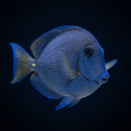 Atlantic Blue Tang