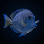 Atlantic Blue Tang