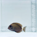 Atlantic Doctor Tang Fish