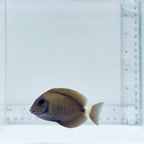 Atlantic Doctor Tang Fish