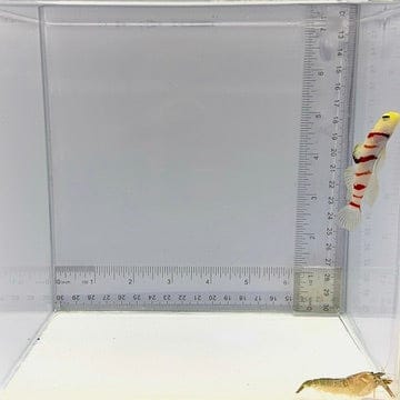 Atlantic Pistol Shrimp x Dracula Goby — Alpheus sp. x Stonogobiops dracula