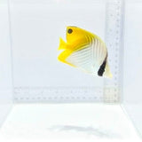 Aurigua (Threadfin) Butterfly — Chaetodon auriga