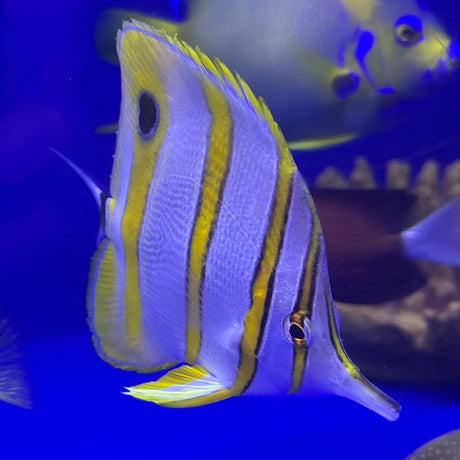 Aussie Copperband Butterfly