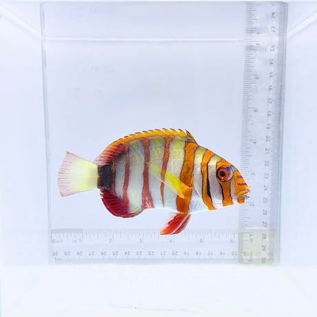 Aussie Harlequin Tusk Fish – Choerodon fasciatus