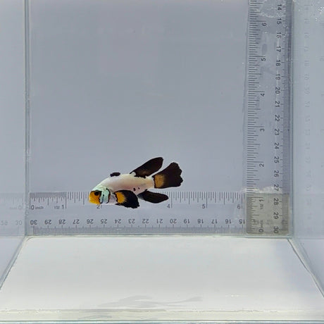 B35 Longfin Dalmation Clownfish – Amphiprion ocellaris