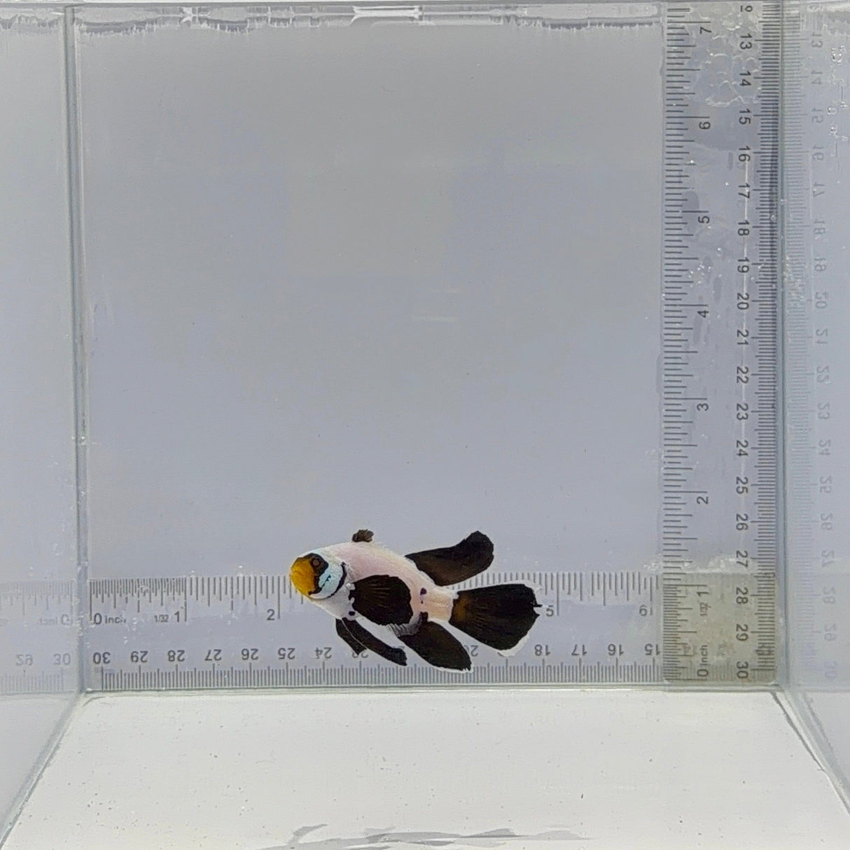 B45 (Longfin Pearl Eye Flurry) Clownfish  – Amphiprion ocellaris