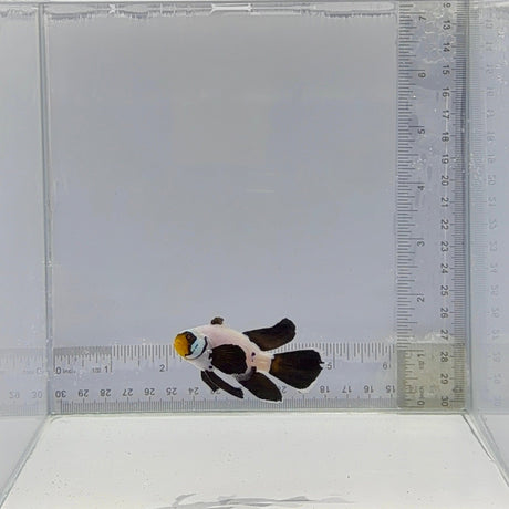 B45 (Longfin Pearl Eye Flurry) Clownfish  – Amphiprion ocellaris
