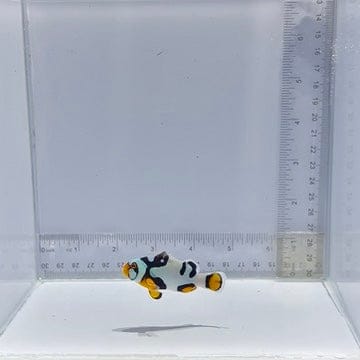 Bali Aquarich Black Helmet Picasso Clownfish — Amphiprion percula