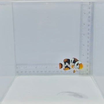 Bali Aquarich Nebula Picasso Clownfish — Amphiprion percula