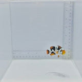 Bali Aquarich Nebula Picasso Clownfish — Amphiprion percula
