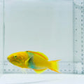 Banana Wrasse