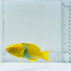 Banana Wrasse