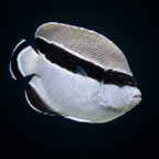 Banded Angelfish - Hawaii