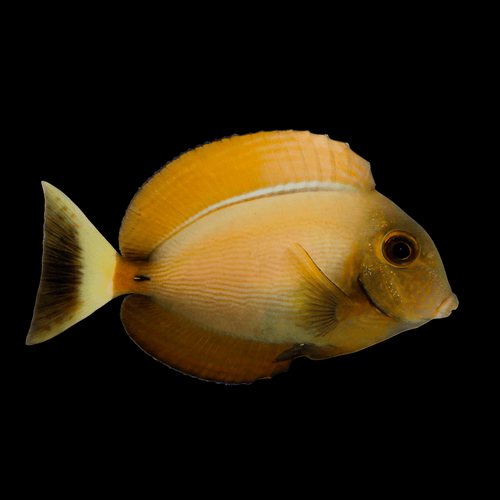 Bariene Tang - Acanthurus bariene
