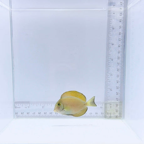 Bariene Tang Fish – Acanthurus bariene