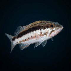 Barred Serrano