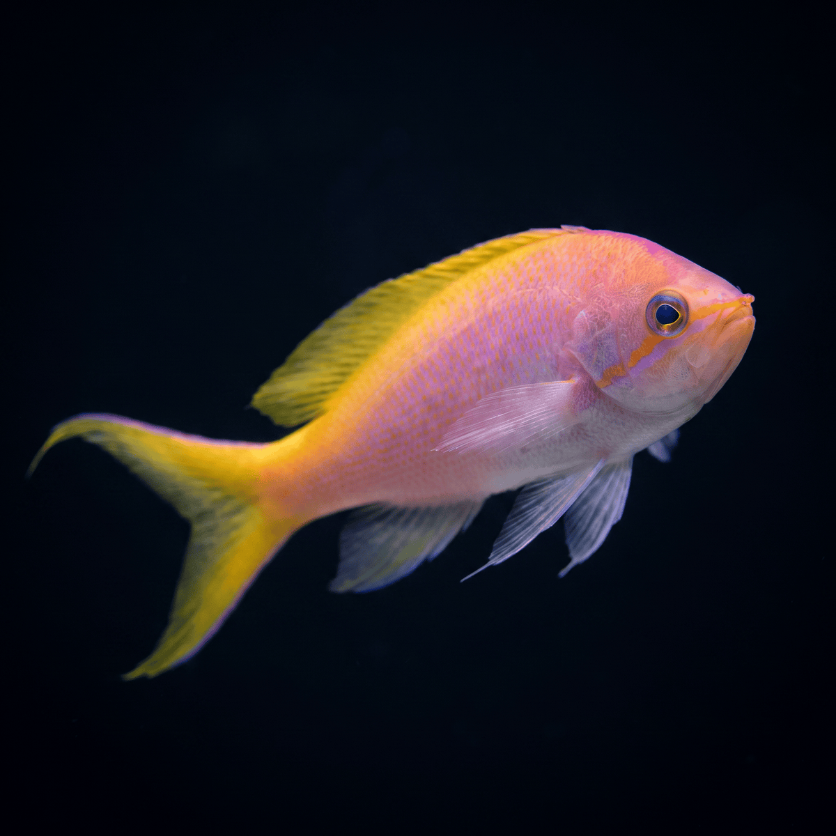Bartlett's Anthias - Female - Xmas