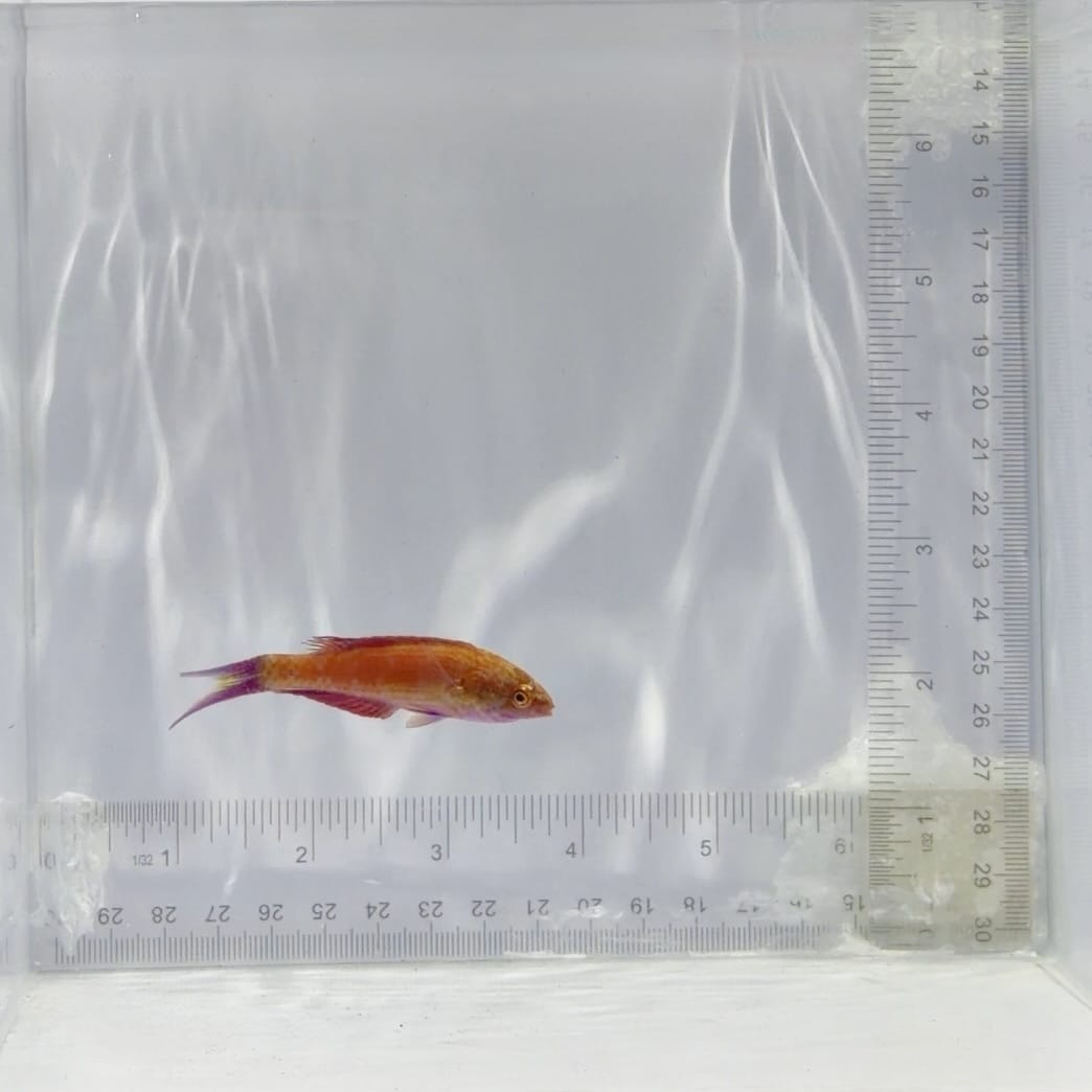 Bell's Flasher Wrasse