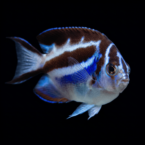 Bellus Angelfish - Female