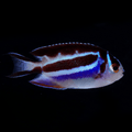 Bellus Angelfish - Female - Genicanthus bellus