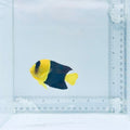 Bicolor Angelfish