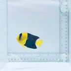 Bicolor Angelfish