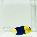 Bicolor Angelfish