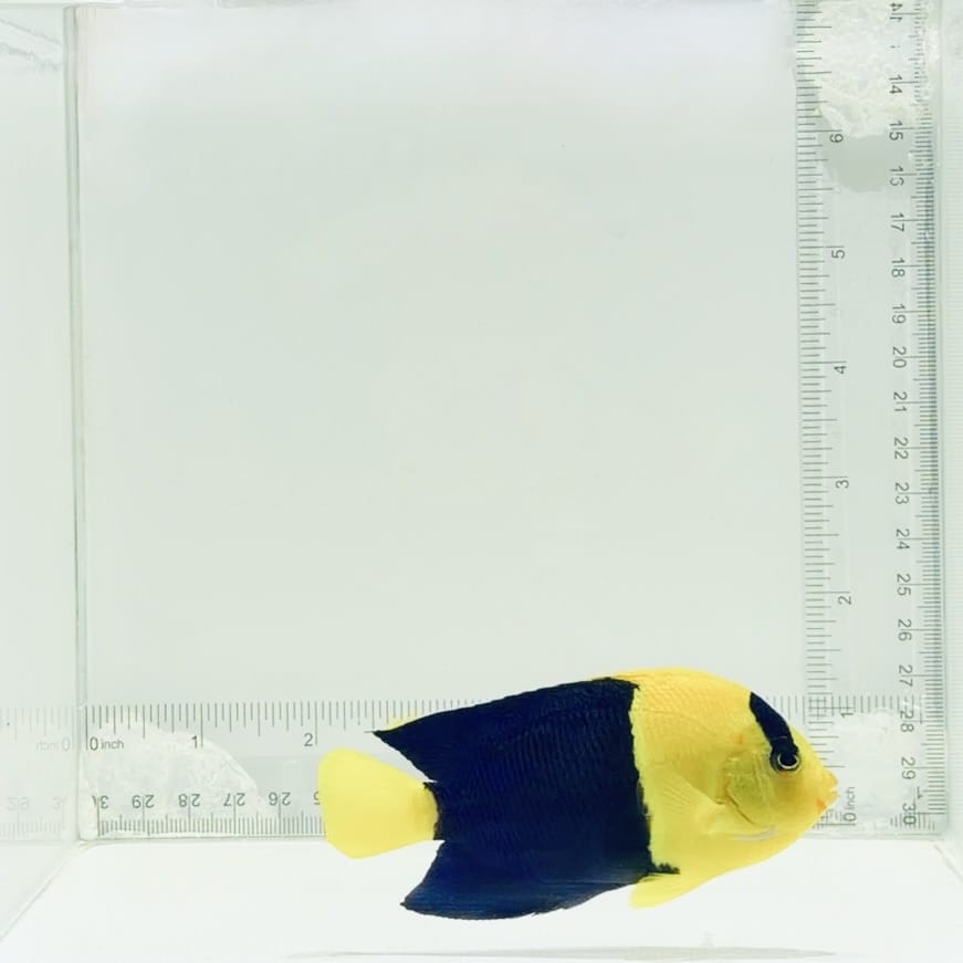 Bicolor Angelfish