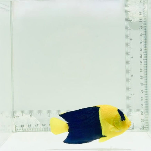 Bicolor Angelfish