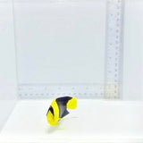 Bicolor Angelfish — Centropyge bicolor