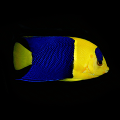 Bicolor Angelfish - Centropyge bicolor