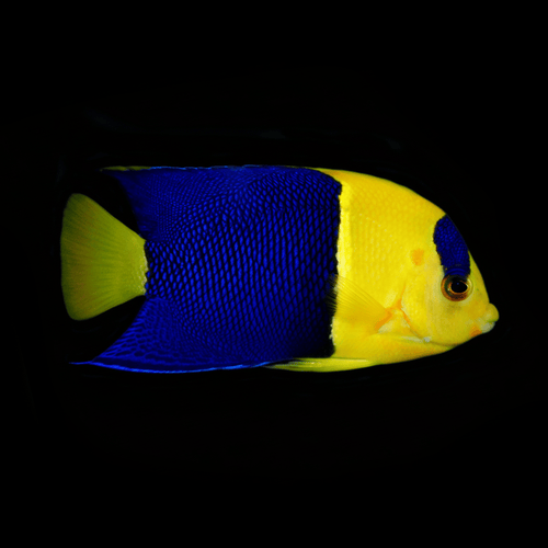 Bicolor Angelfish - Centropyge bicolor
