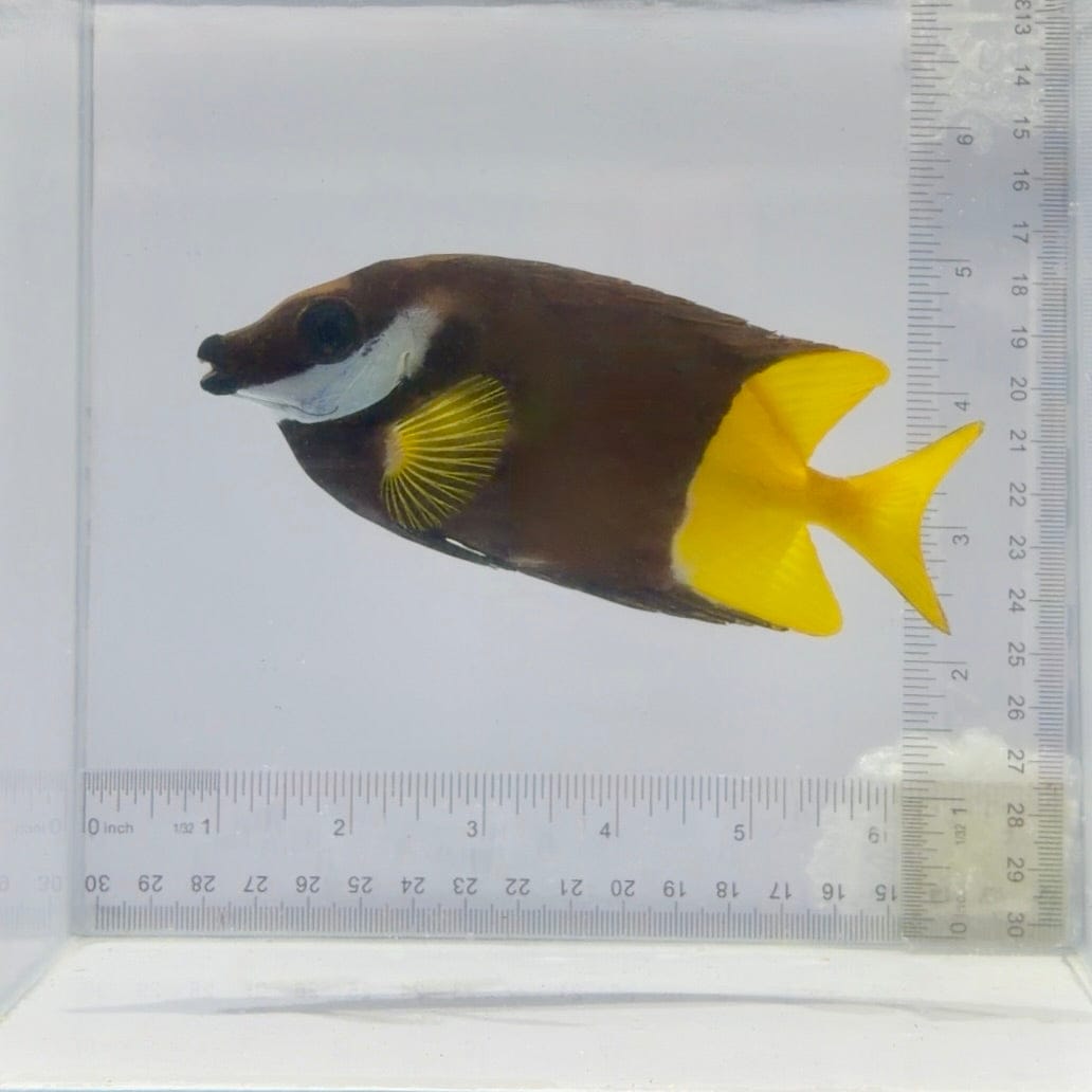 Bicolor(Fiji) Foxface