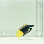 Bicolor Fiji Foxface